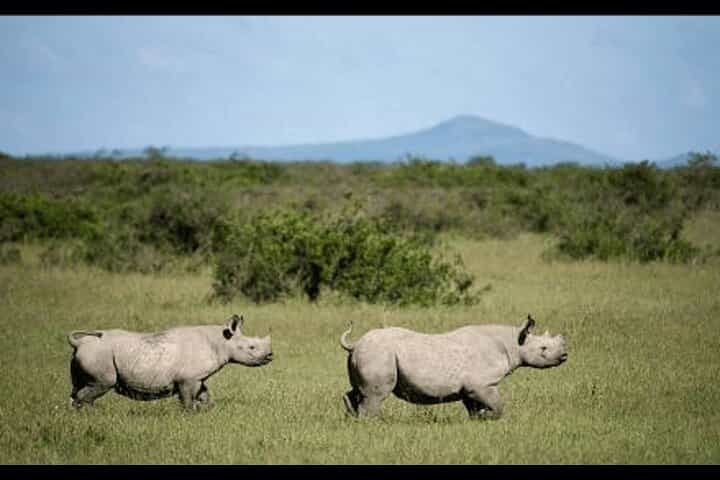 5 Day Amboseli Nakuru Mara Kenya with Lodging Safari Tour