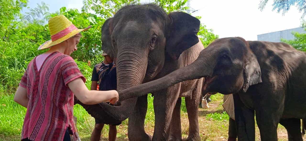 Phuket: Ethical Elephant Sanctuary Experience