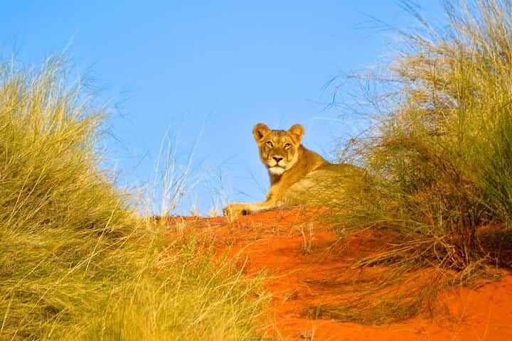 Hluhluwe and Imfolozi Safari Day Tour from Richards Bay 