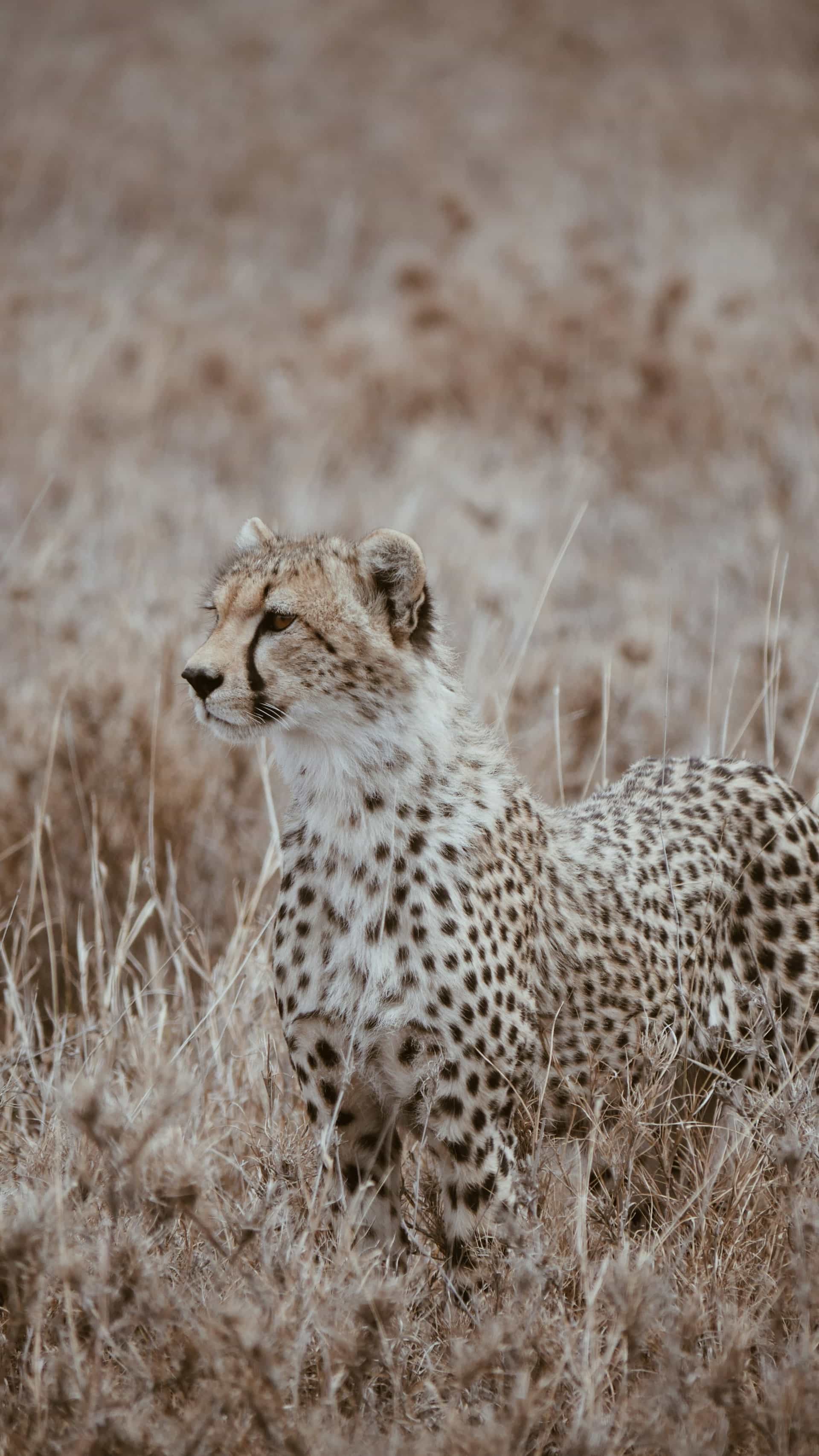 6 Days Lodge & Tented Camp Budget - The Serengeti Trail & Manyara