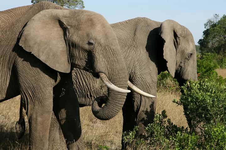 4-Day Lake Naivasha & Amboseli- Luxury Grp Joining Safari