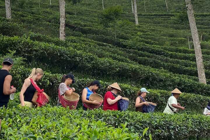 Private Half-Day Tea Village Discovery with lunch in Yogyakarta