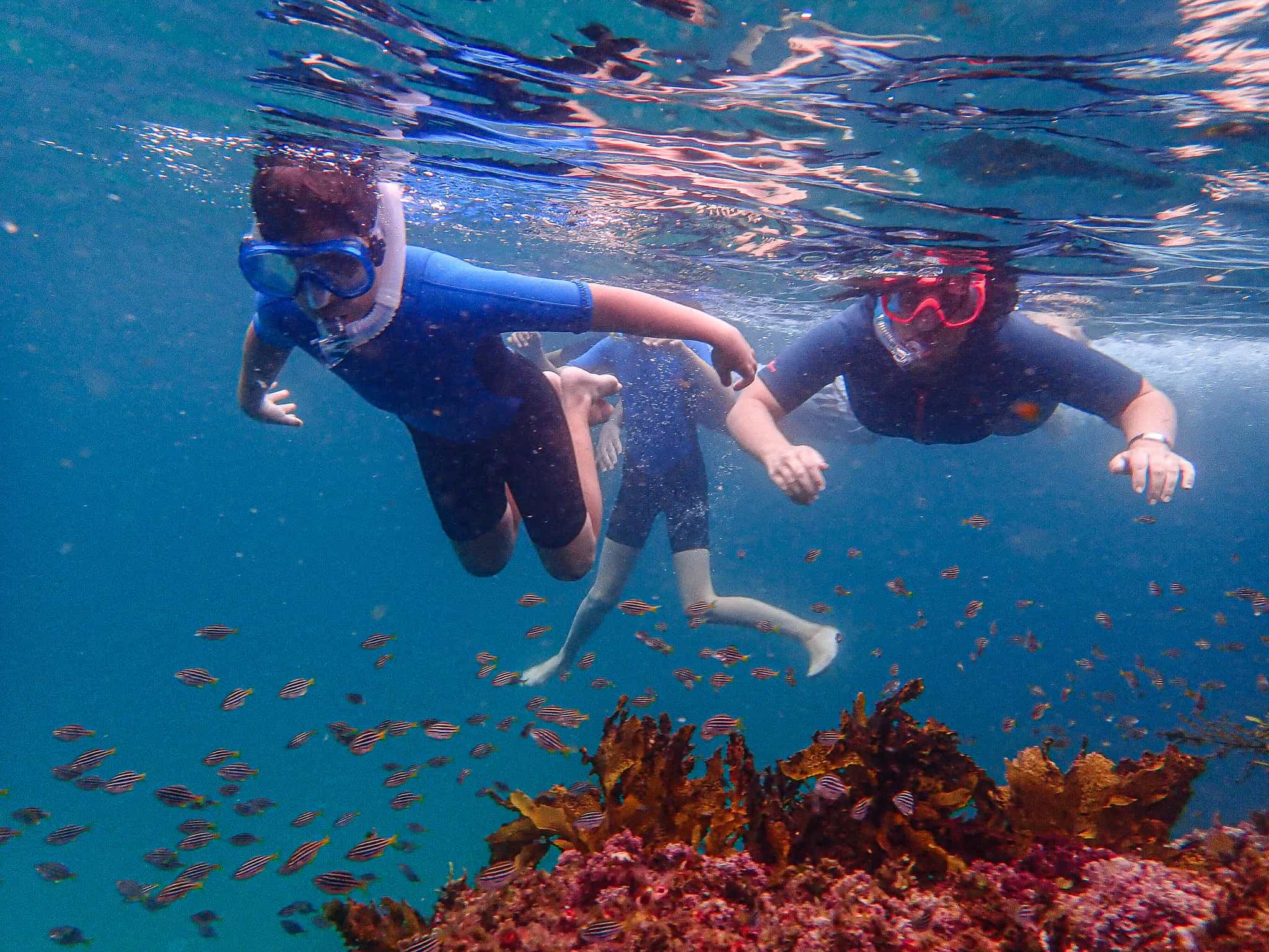 Sydney: Family Snorkeling Tour with Private Guide