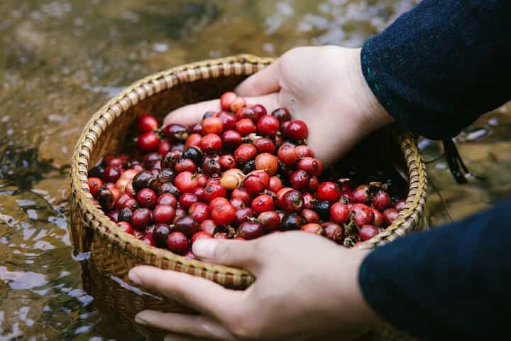 Khe Sanh Essence Highland Coffee & Historical Footsteps