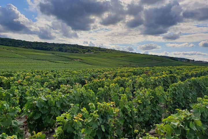 Private Day Trip from Paris to Reims and the Champagne Region