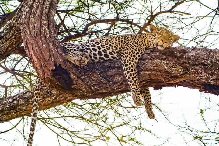 4 Day Tarangire-Ngorongoro Crater-Mount kilimanjaro from Arusha