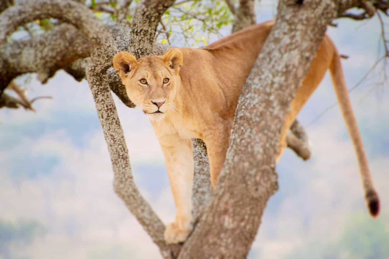 Classic bush safari adventure