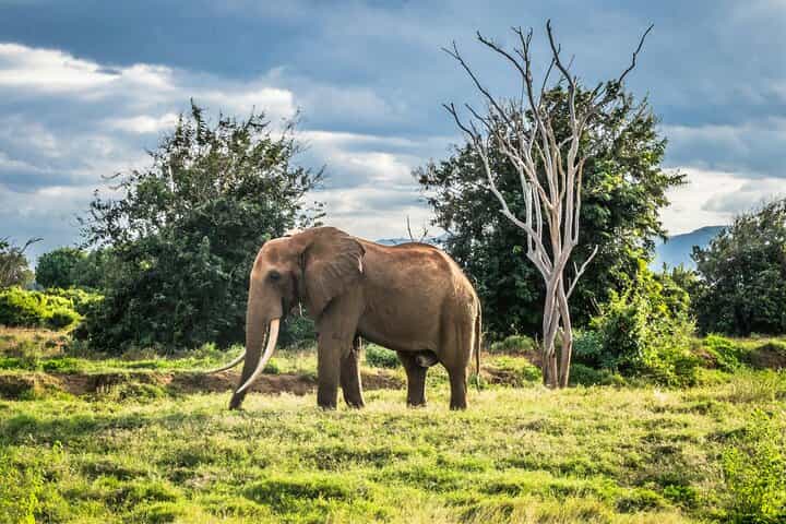 6 Days - Lake Manyara, Serengeti, Ngorongoro & Tarangire Safari