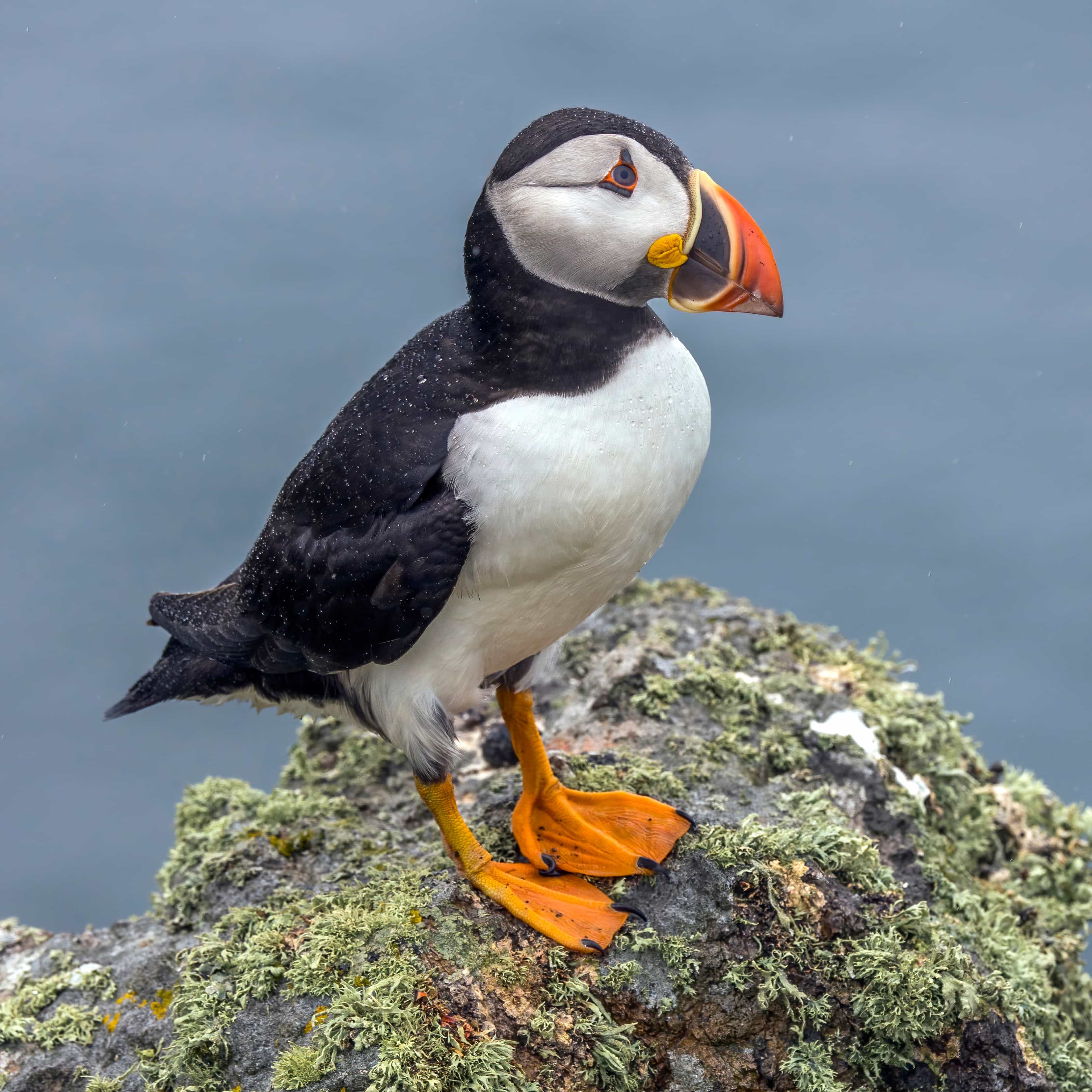 Atlantic Puffin Tour