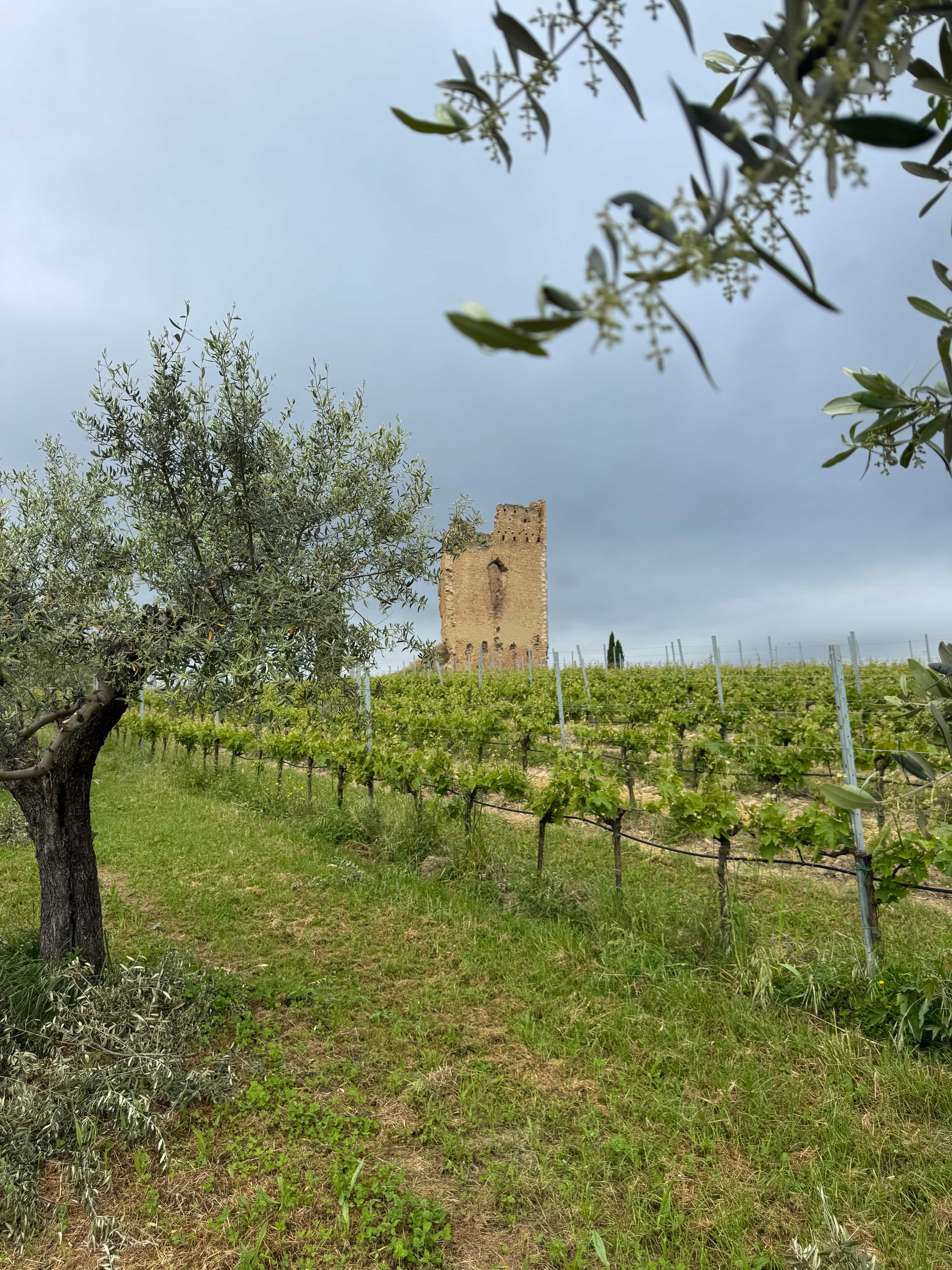 Vineyard Experience & Wine Tasting at Torre Raone – Loreto Aprutino, Abruzzo
