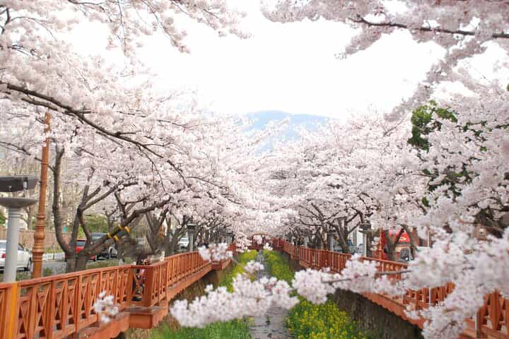 5D Private Korea Cherry blossom tours in Seoul Busan Nami Sokcho