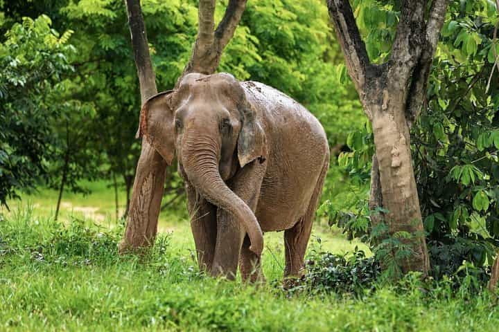 Ethical Elephant Observation by Samui Elephant Sanctuary