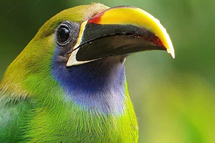 Birdwatching Tour in the Cloud Forest hanging Selvatura