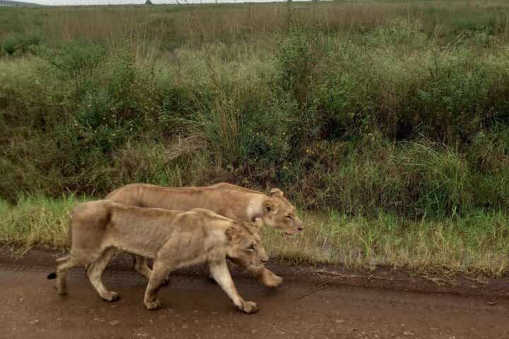 Half Day Nairobi National Park 