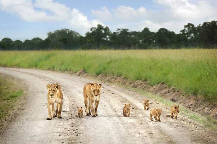 Overnight Safari to Tsavo East National Park from Mombasa/Diani