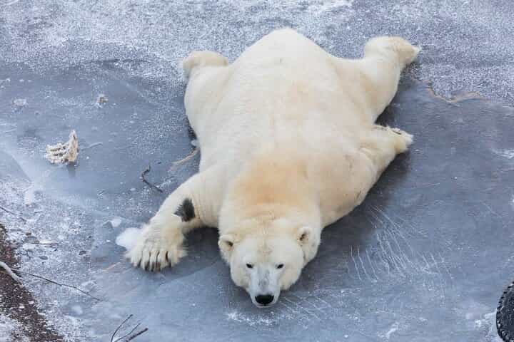 Ranua Zoo Family Tour from Rovaniemi