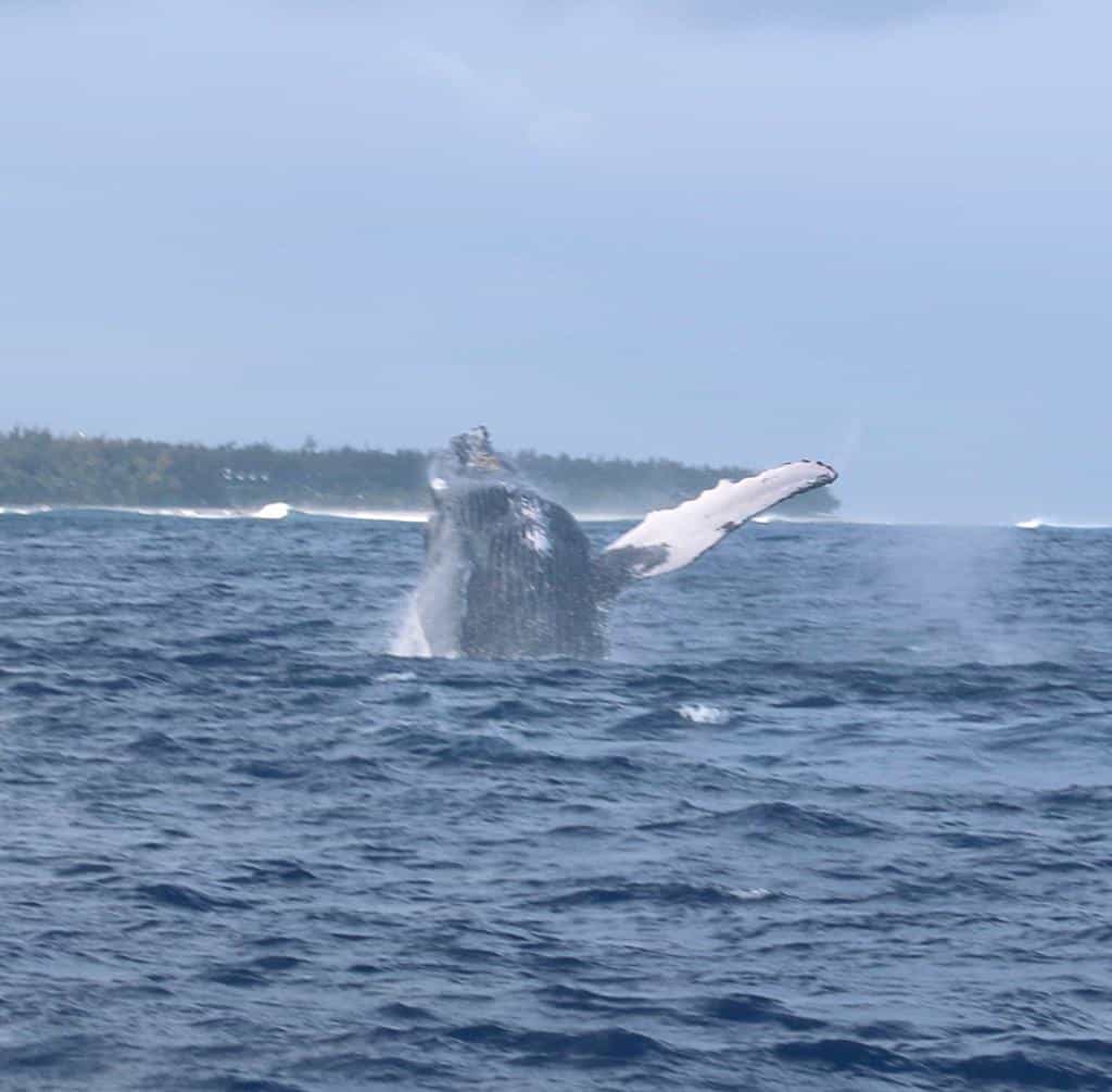 Whales & Dolphins Eco-Friendly Encounter/ Private Boat Tour