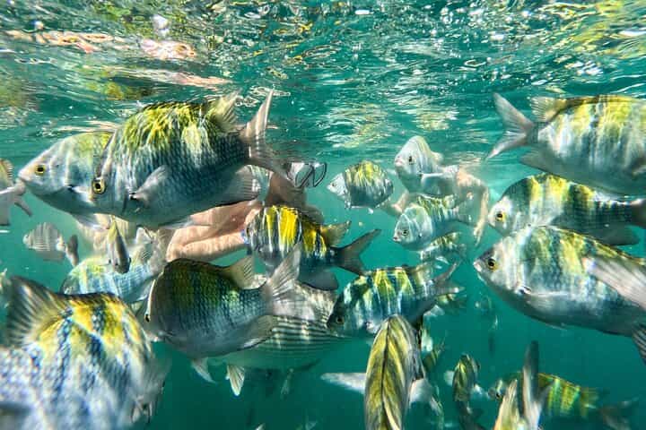 Puerto Vallarta: Tropical Fish Snorkeling and Zipline Tour