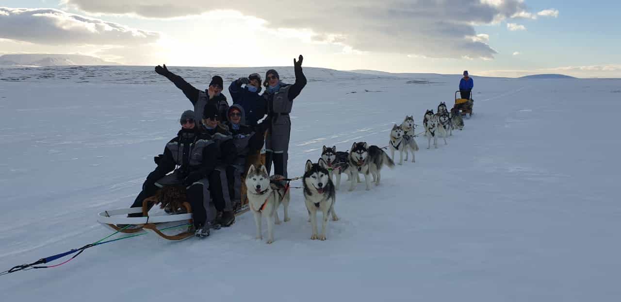 Siberian Husky Dog Sledding