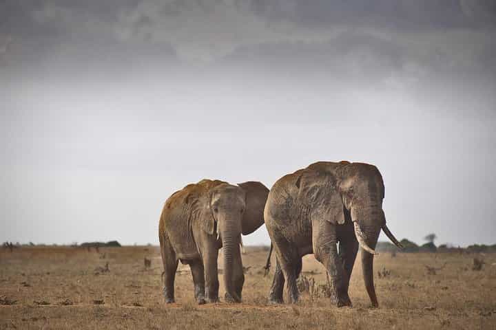 2-Day Mombasa to Tsavo East National Park Wildlife Safari