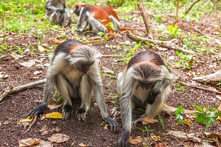 Jozani Forest & Spice Farm Tour Zanzibar – Best Combo Experience