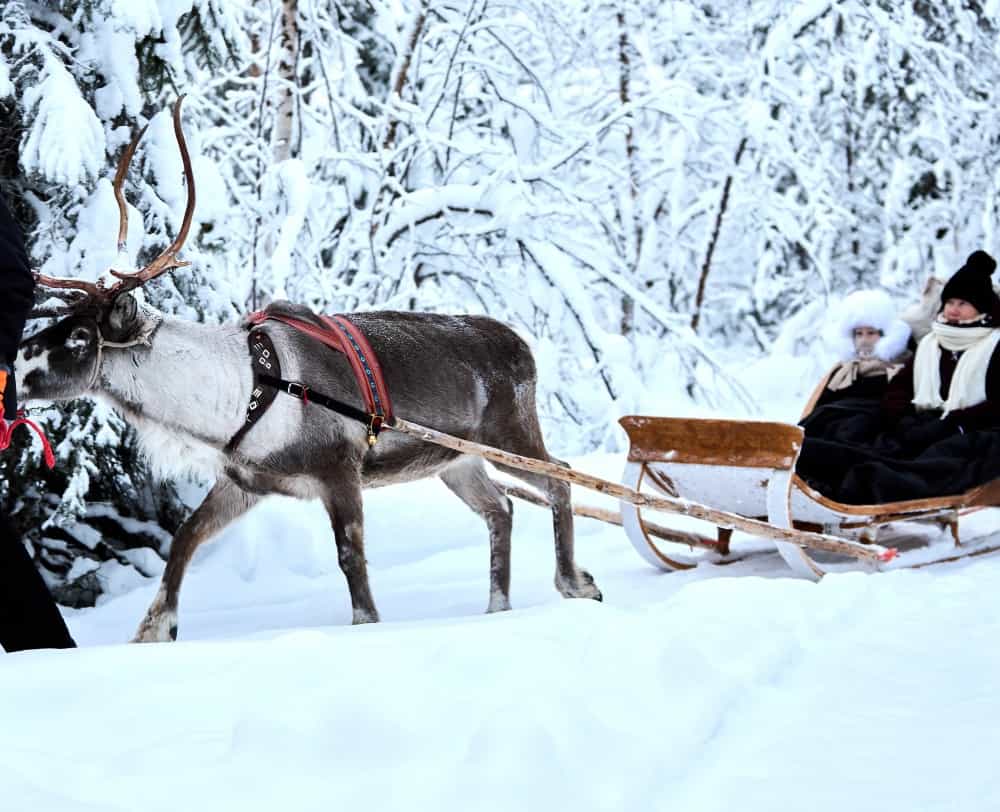 Reindeer farm and reindeer safari express 1 km, Levi