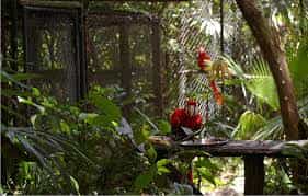 Belize Zoo Tour with Lunch (Optional add-ons: Tubing, Blue Hole, or Altun Ha)