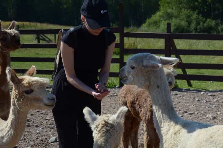 PRIVATE Alpaca Guided Forest Walk + Feeding Helsinki