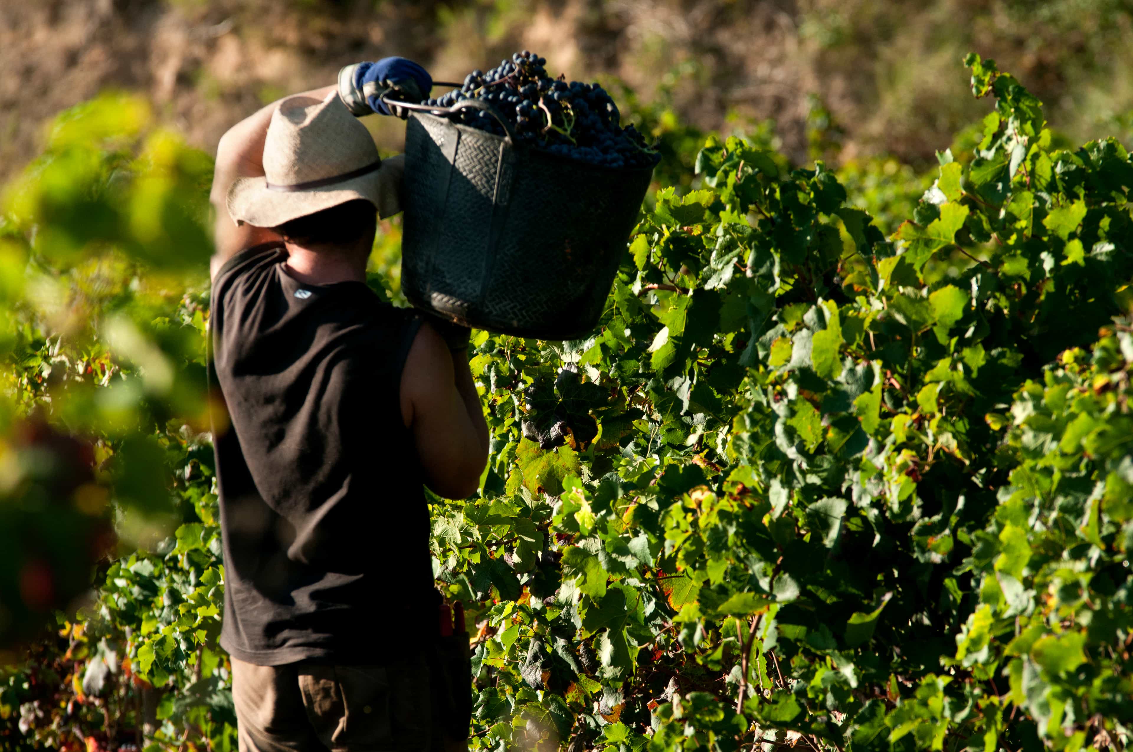 Half-Day Vineyard and Wine Tasting Tour from Barcelona