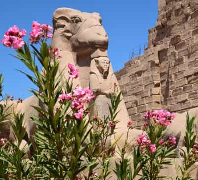Luxor Overday - Special Program 