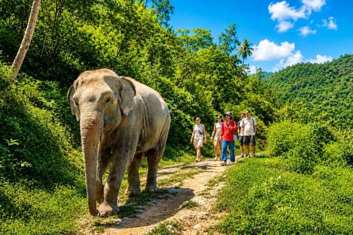 Phuket Half-Day Elephant Observation Tour with Lunch & Transfer
