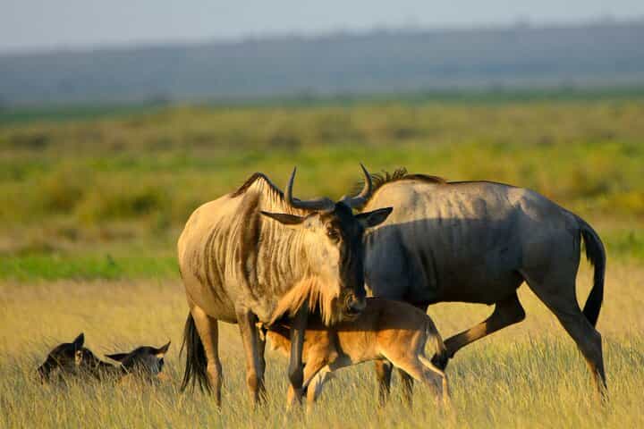 5 Days of Safari, Culture & Hot Springs – Tour from Arusha