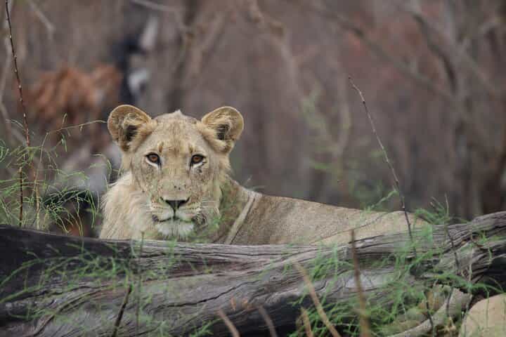 4 Day Akagera Wildlife Safari & Gorilla Trekking in Rwanda