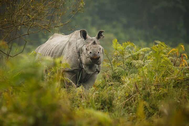 Explore Chitwan: Nepal’s Untamed Beauty