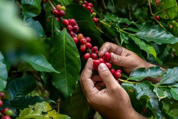 Doka Coffe Tour, Poas Volcano & La Paz Waterfalls Garden
