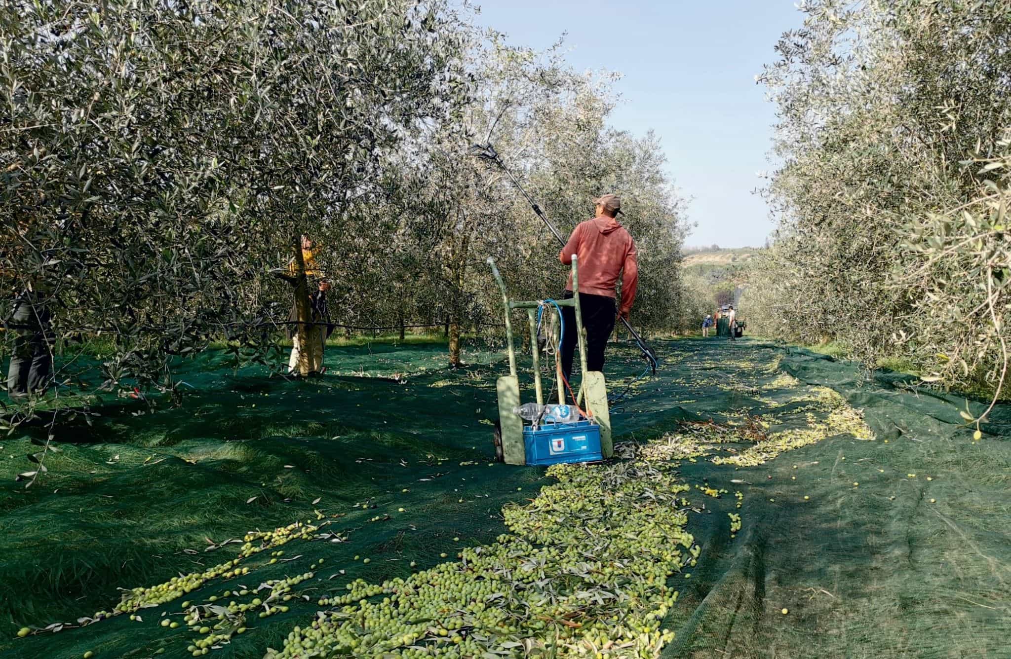 Olive Oil Tasting with Optional Olive Grove Walk near Rimini