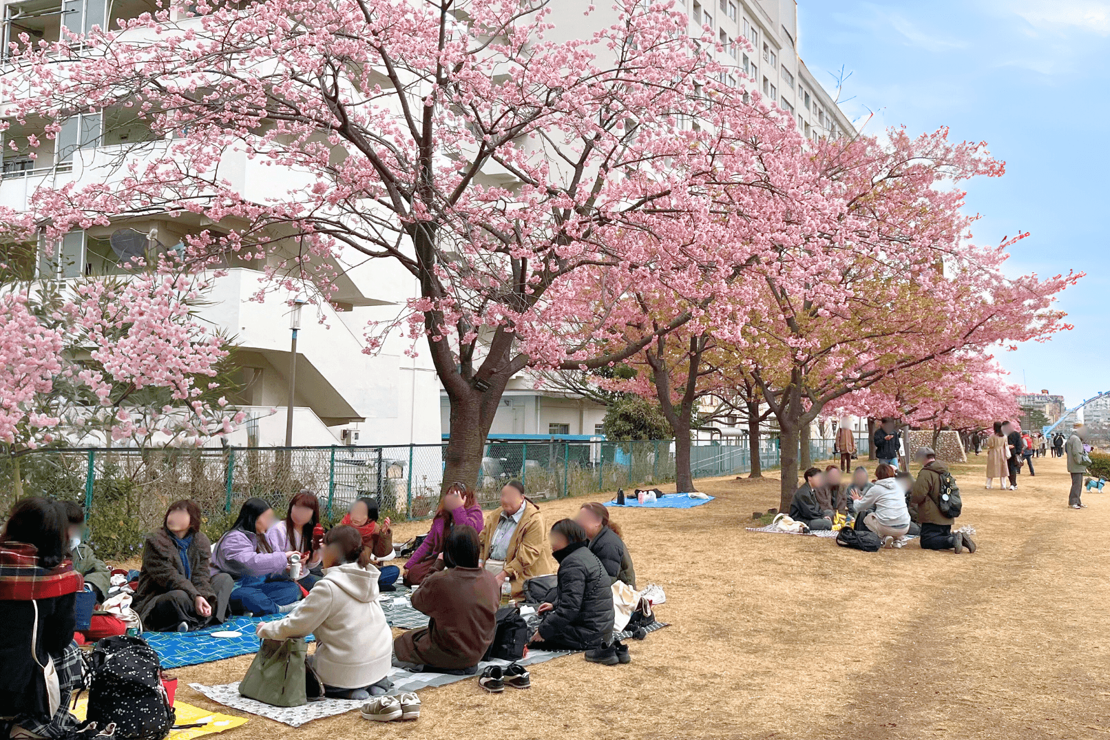 Tokyo Cherry Blossom - Sakura Picnic