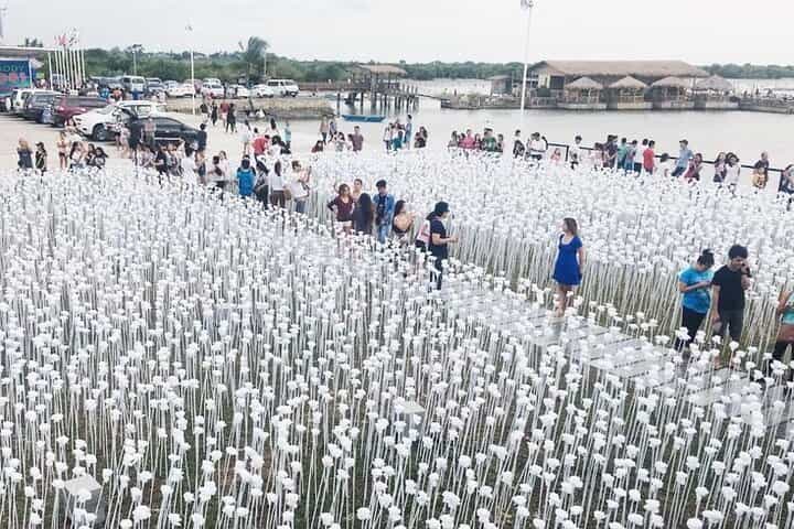 Heritage Tour with 10,000 Roses via CCLEX
