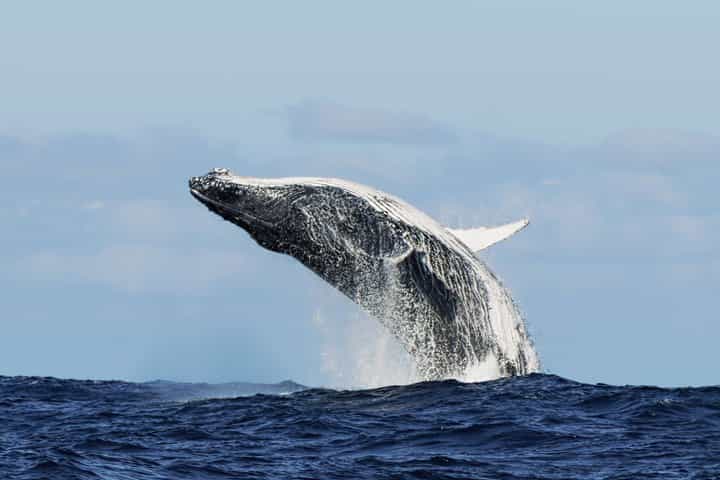 Marine Big 5 Whale Watching Cruise from Cape Town