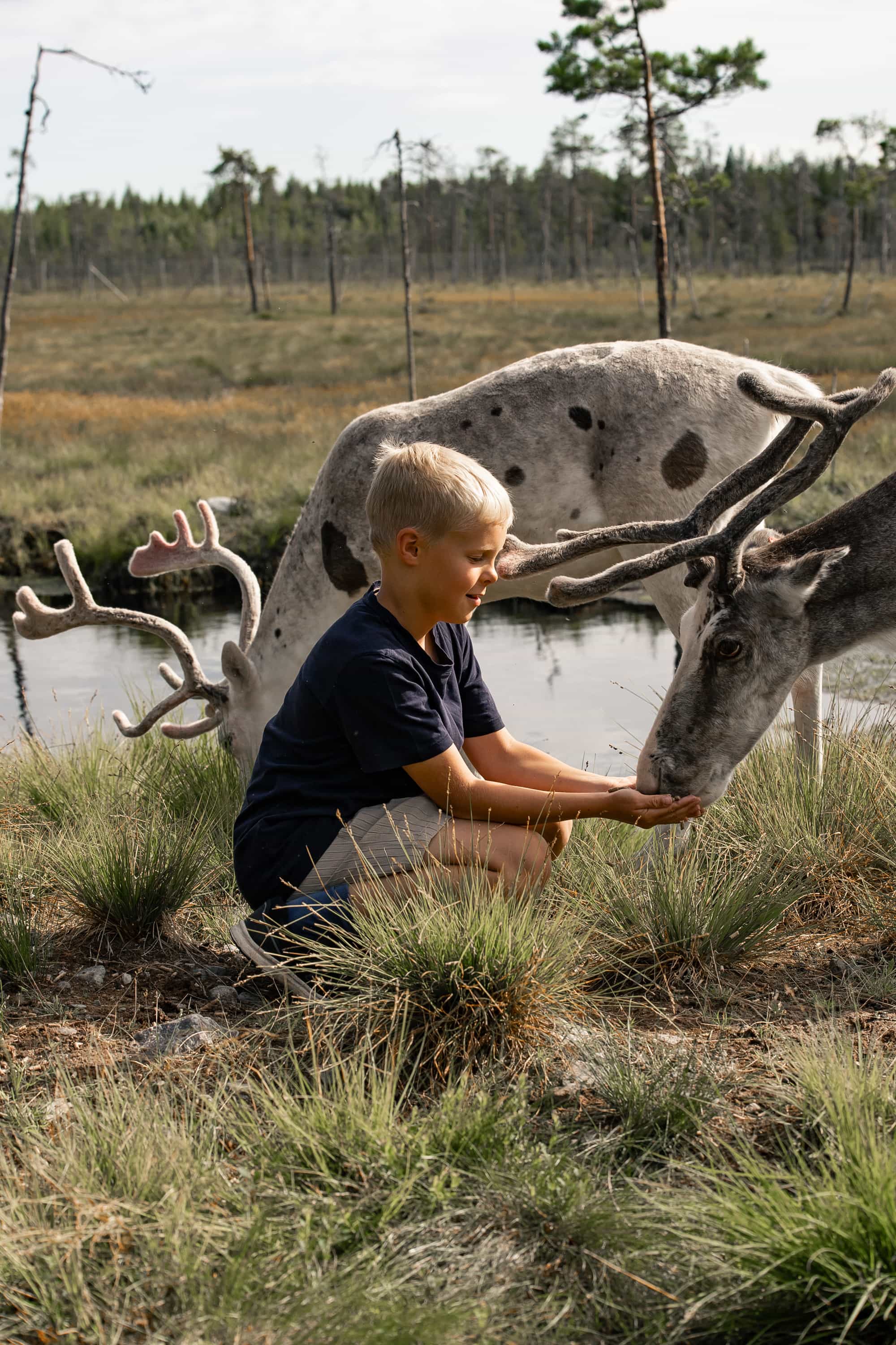 Visit a Real Reindeer Farm