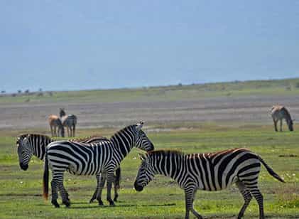 7 Days Best of Tanzania Safari and Zanzibar Beach Holiday