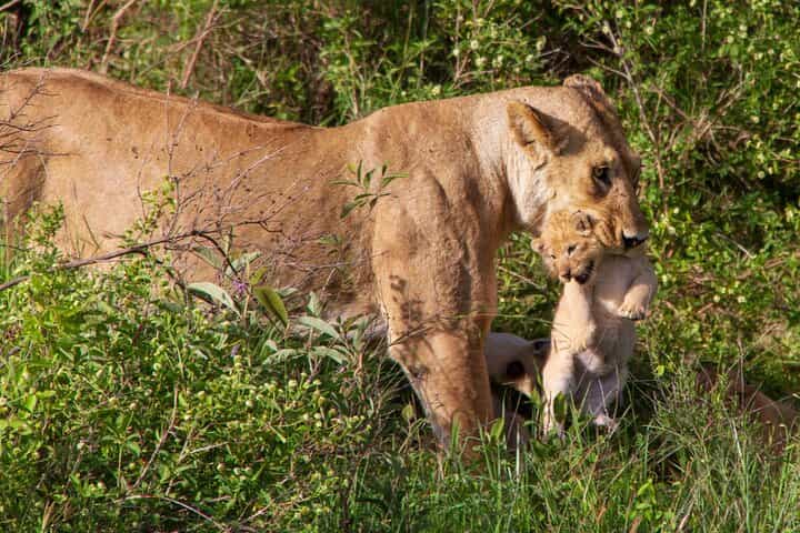 6 Days Lodge Mid Range - The Serengeti Trail & Tarangire