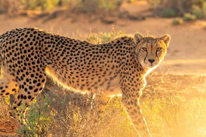 Bo-Kaap, Cheetah Outreach Firgrove & Stellenbosch Wine Tasting 