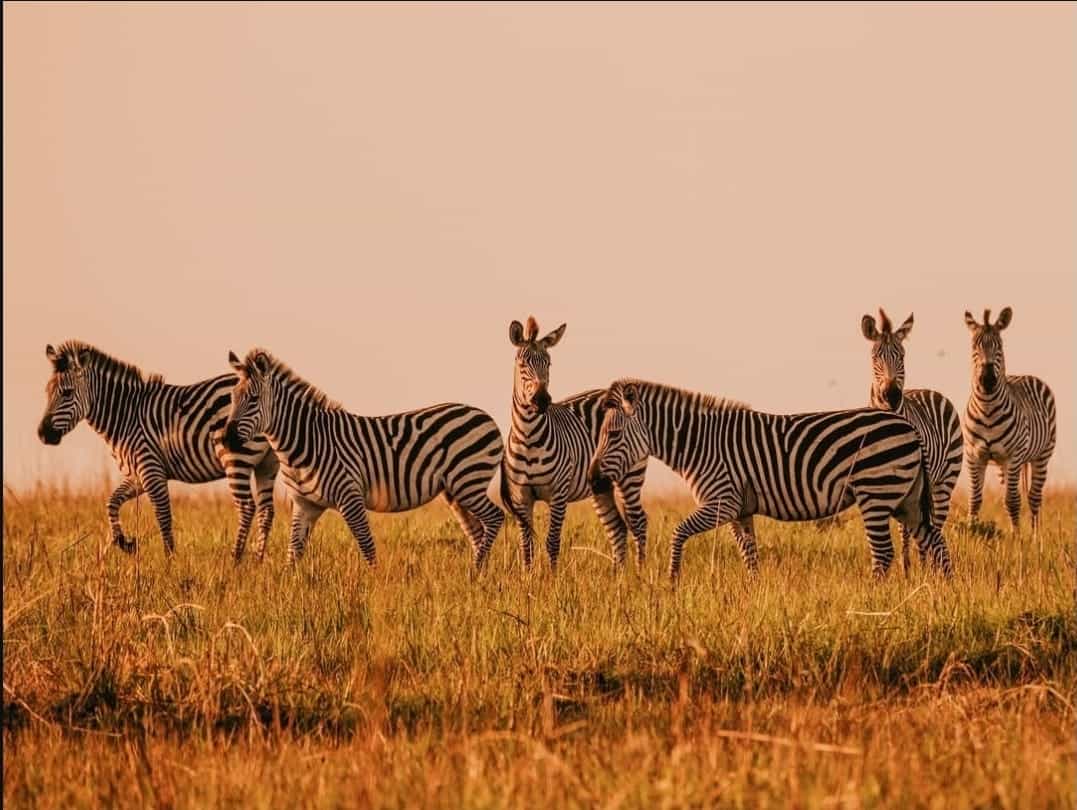 Upemba National Park Safari Expedition – Congo Basin Wetlands & Wildlife Adventure