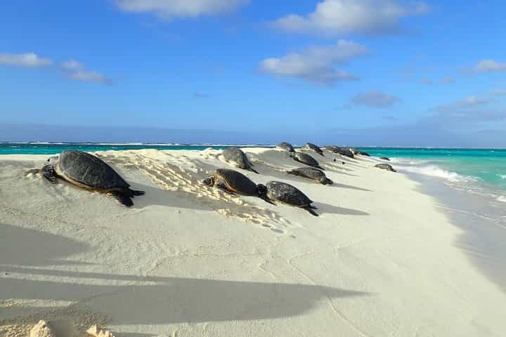 BT:Enchanting Small Group Circle Island Tour Across Oahu Paradise