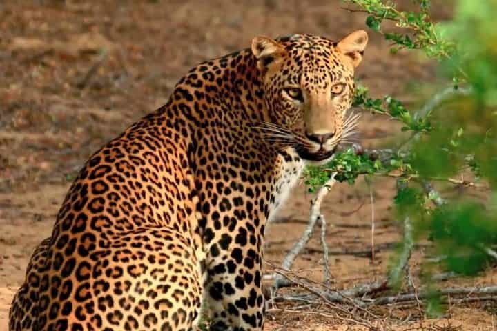 Overnight Private Yala Safari with Luxury Tented Camping