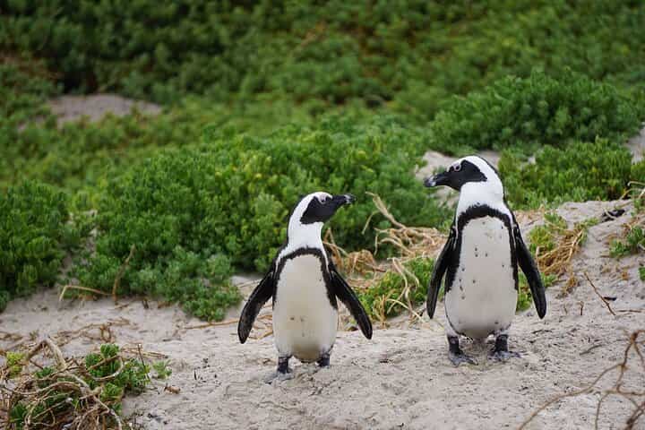 Half Day Penguins and Cape of Good Hope Group Tour 