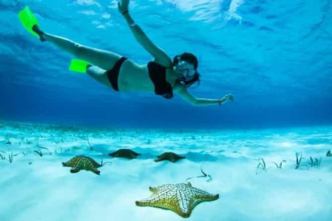 Roatan North Side Mangroves, Starfish & Shipwreck Snorkeling