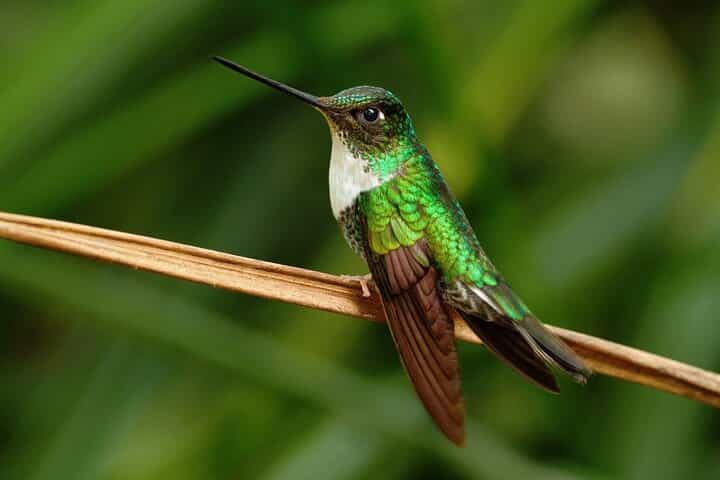 Private Tour from Quito Visiting Mindo and Half the World