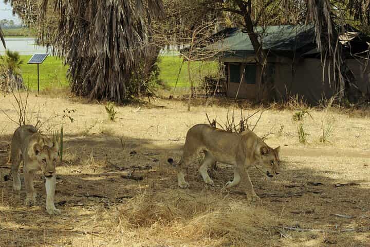 2 Days Fly In Selous Classic Safari Tour Ultimate Game Drives